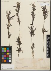 Foto von Salix purpurea L.